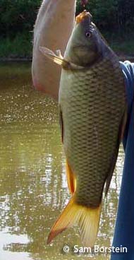 Carp